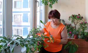 Благоприятные дни для посадки и пересадки овощных культур в 2015 году