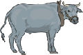 БЫК