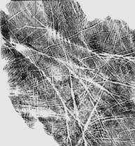 Опубликованное фото