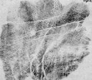 Опубликованное фото