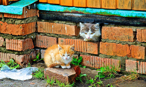 к чему снится кот