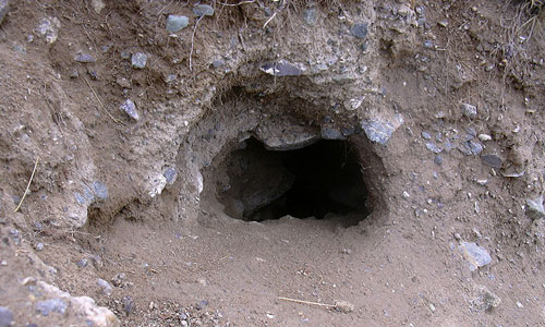 нора
