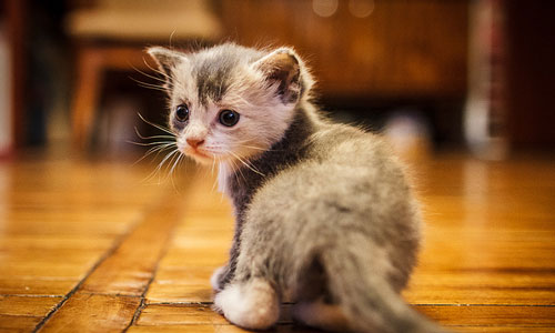 сонник котята