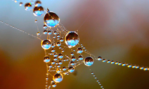 dream about the web