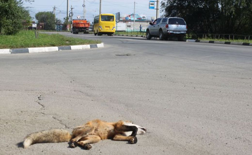 к чему снится задавить