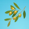 Пасьянс – оливковая ветвь