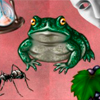 Пасьянс гадание на любовь - жаба
