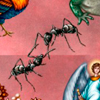 Пасьянс на любовь - муравьи 
