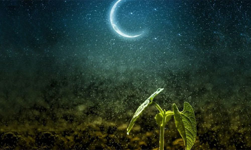 Лунный календарь посадки растений в 2022 году