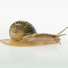 УЛИТКА: торопись медленно