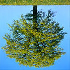 Перевернутое: ДЕPЕВО