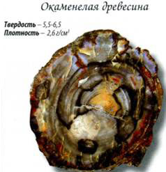 окаменелое дерево