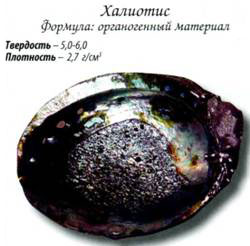 халиотис