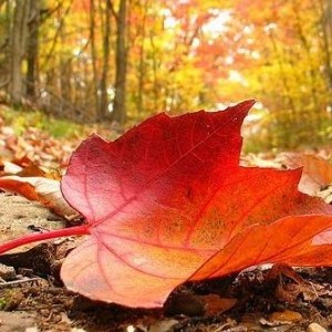 Народные приметы на 30 ноября – день Андрея Осеннего, день Григория