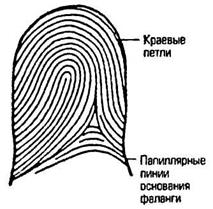 Как прочесть папиллярные дуги на руке, хиромантия
