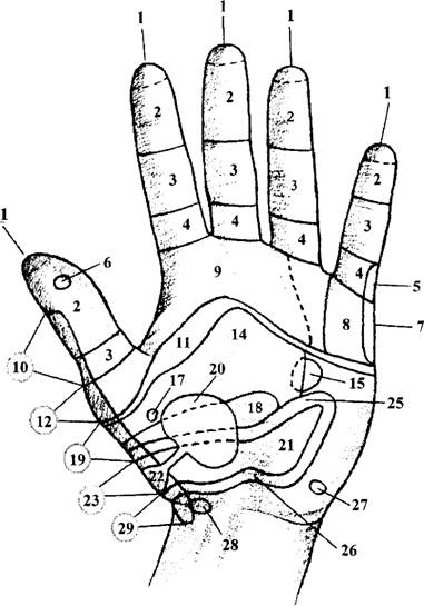 Точки на запястье руки. Рефлекторные зоны ладоней схема. Рефлекторные зоны кистей рук. Точки на левой ладони. Рефлексогенные зоны на ладони.