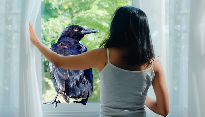 птица в открытом окне, девушка