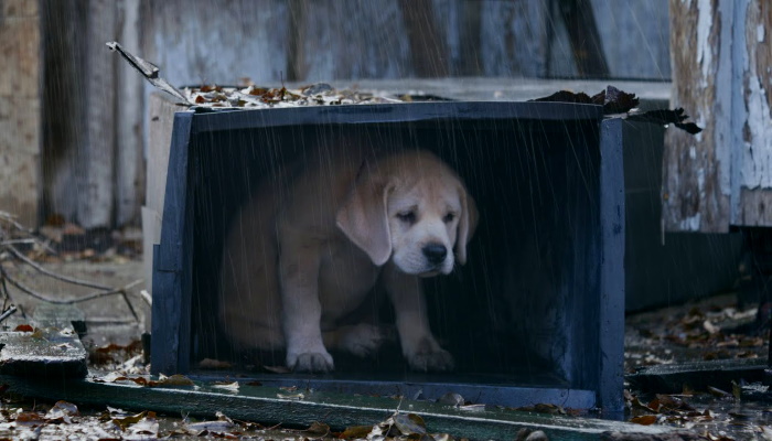 щенок в коробке