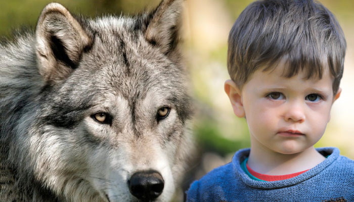волк и мальчик