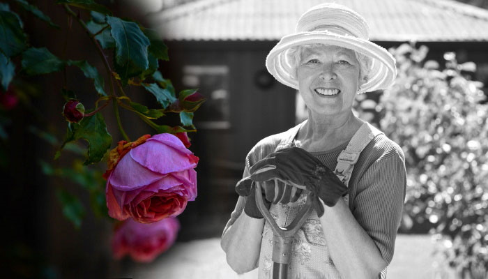 пожилая женщина и розы