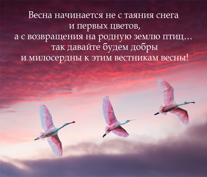 поздравление с днем птиц