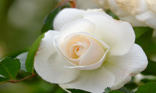 Сонник белые розы дарят