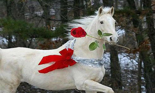 Сонник лошадь белая красивая