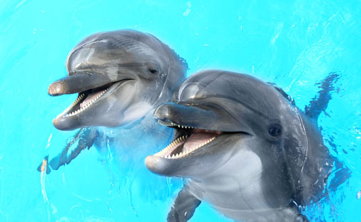 сон о дельфинах
