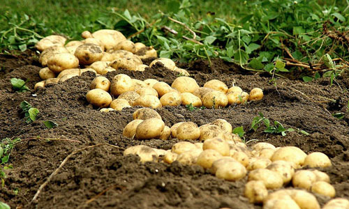 Приснился хороший урожай. Что предвещает сон об урожае? Снится урожай картофеля