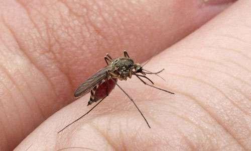 К чему приснились комары? К чему снится Комар.