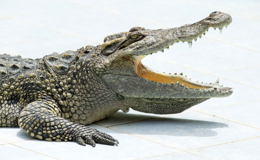 Крокодил кусает по соннику. Укусил крокодил