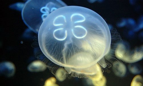 Сон медузы в море. Медуза прилипла к телу