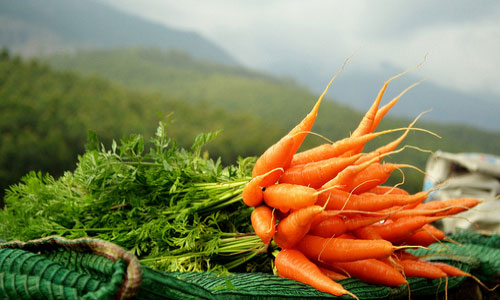 К чему снится копать морковь с грядки. Сонник: морковь — к чему снится