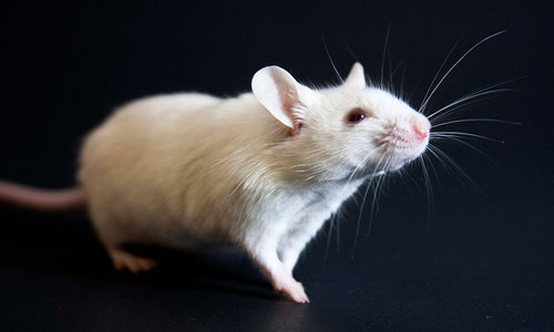 Сонник белая мышь