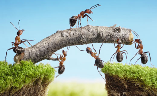 Proč mravenci sní – interpretace v různých knihách snů