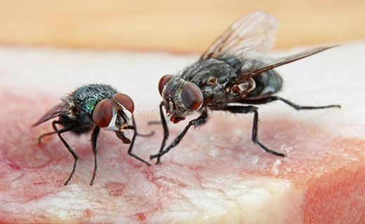 К чему снятся мухи много убивать сонник
