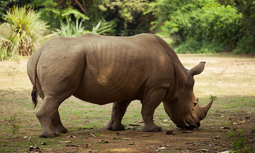 носорог"