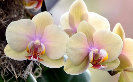 сонник орхидея