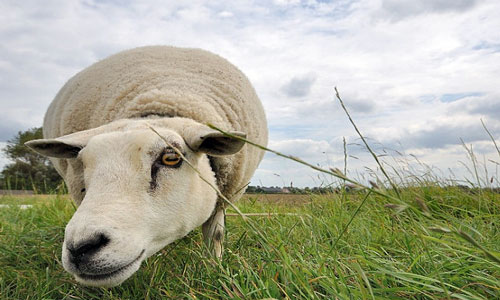 К чему снятся овцы – толкование сна. Во всю глотку