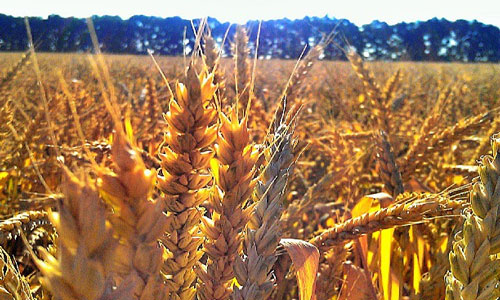Пшеничное поле сонник. Пшеница толкование сонника