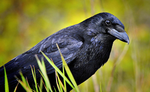 Черный ворон по соннику. К чему снится черная ворона или ворон: сонник