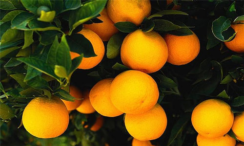 много апельсинов