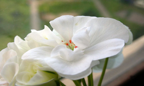 сонник герань