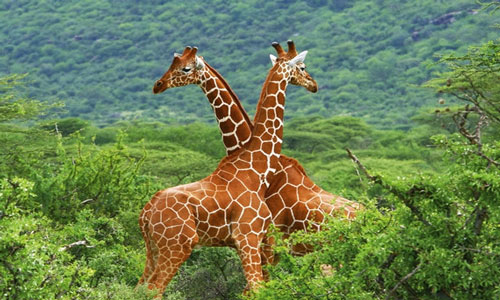 сонник жираф