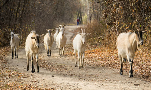 Сонник коза белая