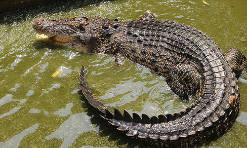сонник крокодил