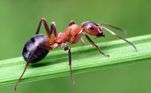 сонник муравей