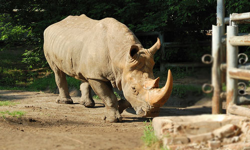 сонник носорог