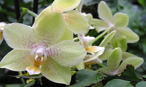 снится орхидея