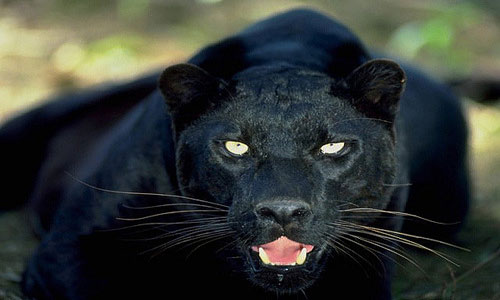 К чему снится черная пантера сонник
